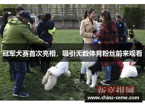 冠军犬赛首次亮相，吸引无数体育粉丝前来观看